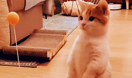 搞笑动物视频,笑到肚子疼！