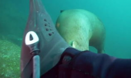 人与动物做爱视频,惊悚视频背后的真相